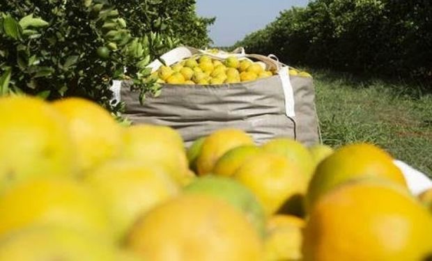 Com queda de 27%, produção de laranja será aquém da demanda até 2026