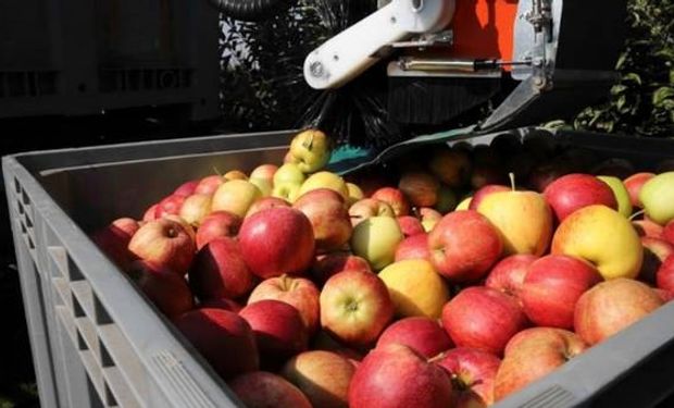 Deficiencias de calcio deterioran la calidad de la fruta y su valor nutricional.