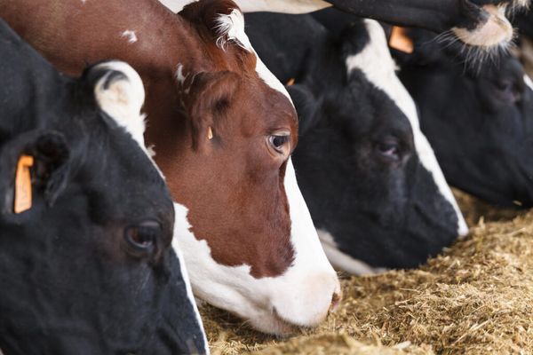 vetifarma alimentos
