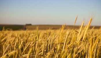 Las lluvias entusiasmaron a los productores de trigo y el 91 % del cultivo está en un estado de bueno a muy bueno