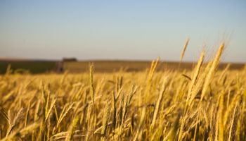 Cayó la venta de campos en diciembre y aseguran que hubo un motivo muy particular