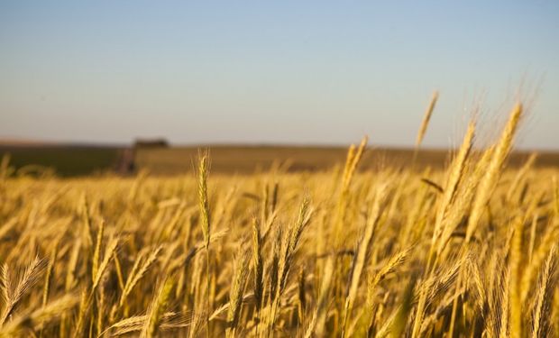 Cayó la venta de campos en diciembre y aseguran que hubo un motivo muy particular