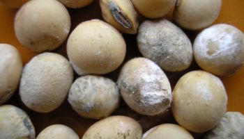 Claves para evaluar la calidad de la semilla de soja
