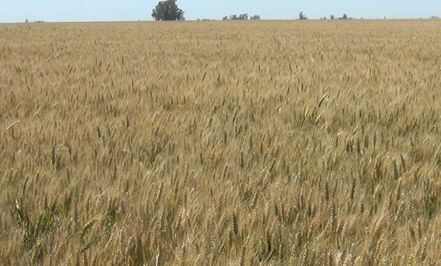 Sin enfermedades y con alto contenido de proteína y gluten: con qué calidad cerró la campaña el trigo del centro