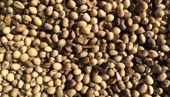 Cinco preguntas sobre granos dañados en soja