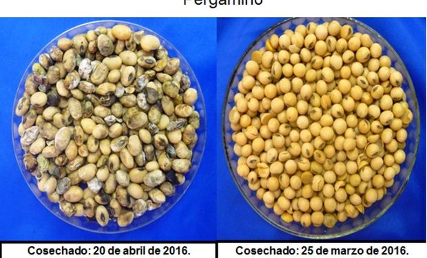 Recomendaciones sobre Granos y Semillas de Soja