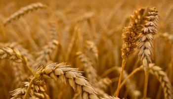 El trigo dejó valores bajos de proteína sobre la región central