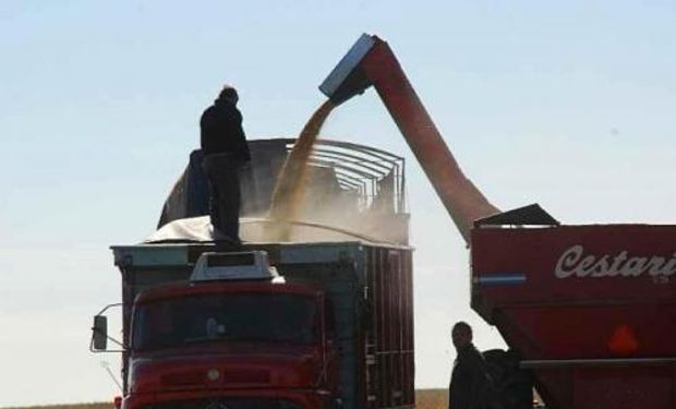 Hubo zonas en el centro de la provincia de Santa Fe caracterizada por granos de bajo peso hectolítrico, lo que se traduce en granos que darán bajo rendimiento en harina.