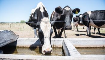 Dietas frías para el calor: qué recomiendan darle de comer a las vacas para evitar el estrés térmico