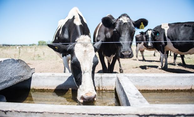 Dietas frías para el calor: qué recomiendan darle de comer a las vacas para evitar el estrés térmico