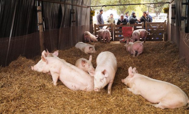 Situación crítica en la producción de cerdos por los costos: cómo se traslada a los precios