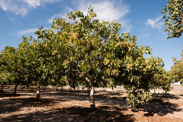 pistachos cultivo argentina