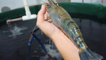 Camarão gigante criado em água doce vira aposta no Espírito Santo