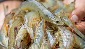 Produzir camarão no interior: sonho possível? 