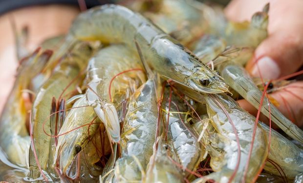 Produzir camarão de água salgada no interior: sonho possível? 