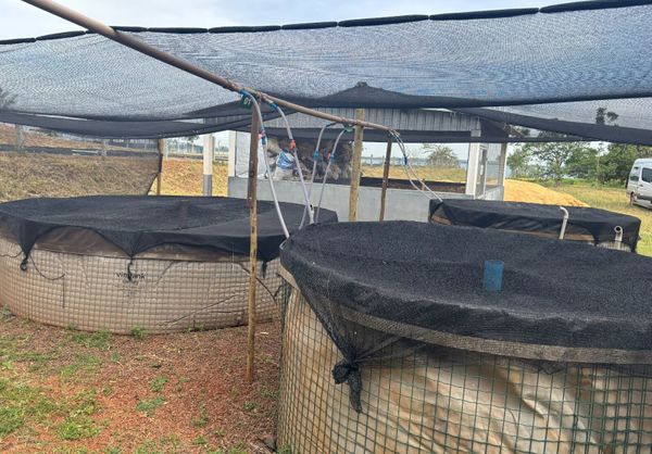 camarão-interior-adm-viabilidade-2025-