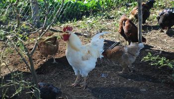 El cambio climático y el rol de los pequeños agricultores