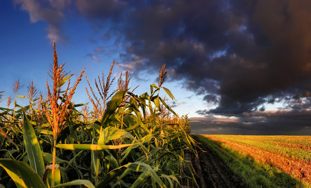 El impacto del cambio climatico en el agro