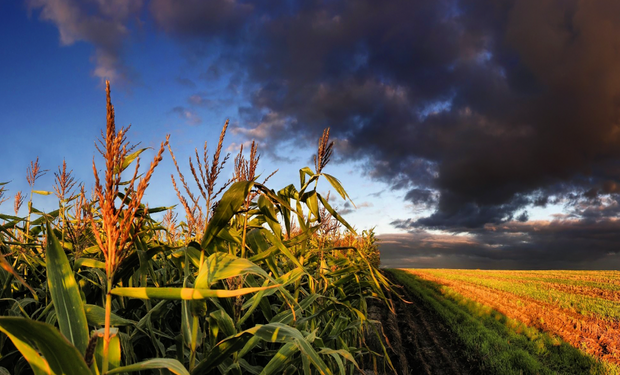 El cambio climático favorecerá a los cultivos