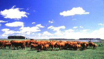 Impacto climático y oportunidad comercial para la ganadería argentina