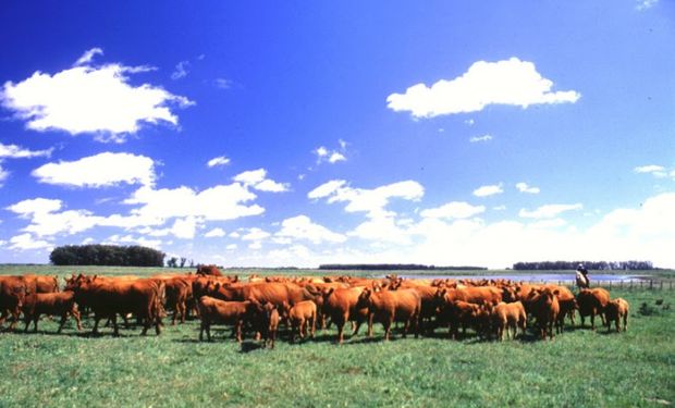 Análisis descriptivo de las acciones ambientales específicas en carne vacuna que se encuentran en desarrollo en Argentina.