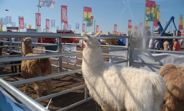 Una vez más el sector de camélidos será un gran atractivo en AgroActiva