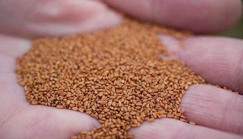 El cultivo que gana terreno en Argentina por ser una apuesta rentable y sustentable