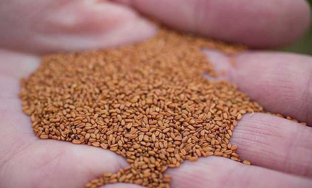 El cultivo que gana terreno en Argentina por ser una apuesta rentable y sustentable