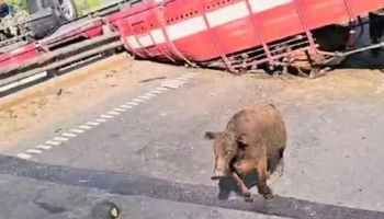 Caminhão com gado tomba em rodovia na Argentina; moradores aproveitam para abater animais: “vai ter churrasco”