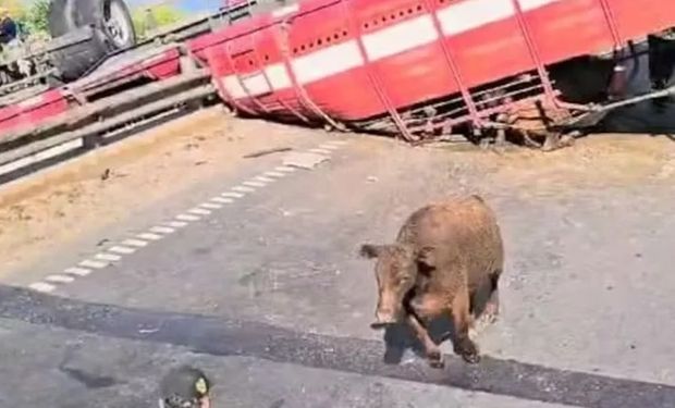 Caminhão com gado tomba em rodovia na Argentina; moradores aproveitam para abater animais: “vai ter churrasco”