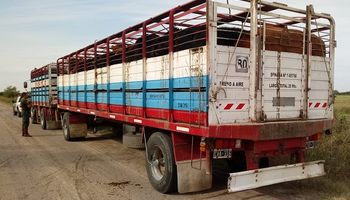 Prorrogan la validez de habilitación sanitaria para el transporte de animales 