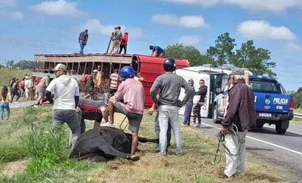 Mala maniobra y vuelco: vecinos faenaron animales de un camión que se accidentó en Santa Fe