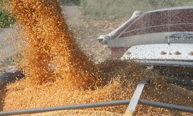 Campaña agrícola deja quebrantos en campos alquilados