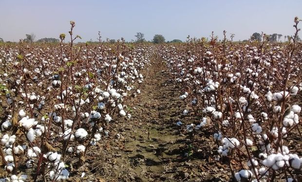 Campaña bisagra para el algodón: por primera vez en 10 años presentan tres nuevas variedades 100% argentinas