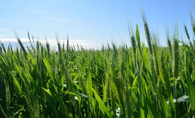 Finesse y Ligate, las alternativas de Dupont para las malezas