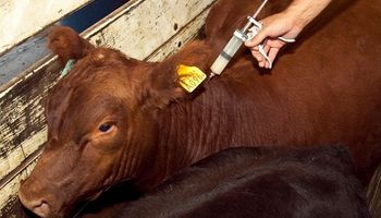 Aftosa: ya vacunaron a casi 40 millones de bovinos