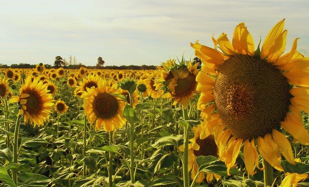 Alarma para el girasol por una maleza que puede llevar el rendimiento a cero: cada vez más cerca de ingresar al país