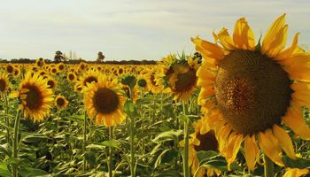 Precios altos vs. cosecha récord: la puja en el mercado de girasol marcará la tendencia local