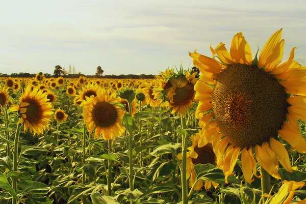 girasol
