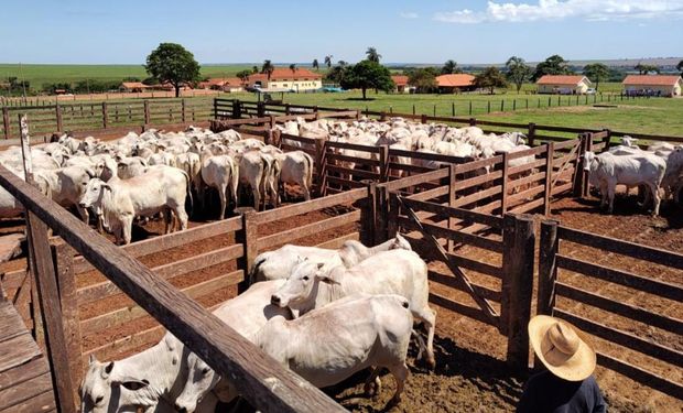 Segundo o Mapa, Brasil deve imunizar 161 milhões de bovinos e bubalinos. (foto - SAA)