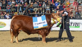 Genética pampeana de punta: dos ejemplares de Limousin argentino, entre los mejores del mundo