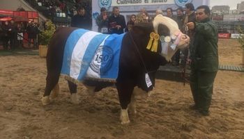Mirá el toro Braford que se consagró Gran Campeón Macho en la Rural