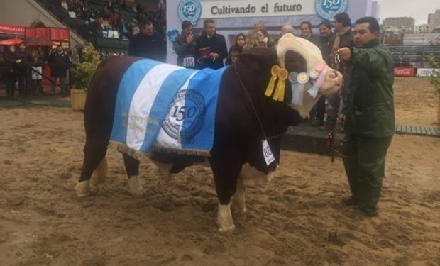 El Gran Campeón Macho Braford. Foto: La Nación