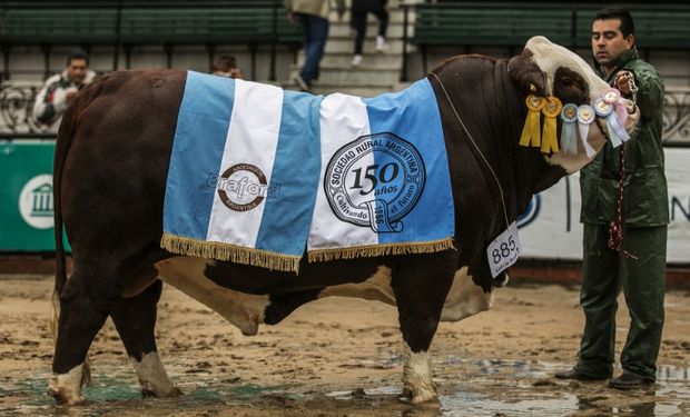 Payé, el Gran Campeón Braford 2016.