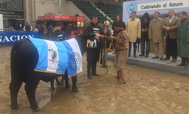 El Gran Campeón Hembra Brangus, box 823. Foto: La Nación