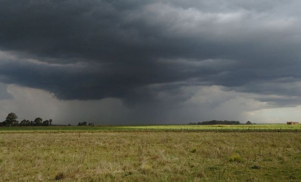 El trigo y el maíz, los grandes ganadores tras las lluvias: cómo se reposiciona la zona núcleo