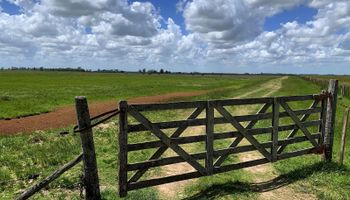 La IA en el agro hoy: "No te digo que tú soja va a rendir 1000 kg más, pero vas a ser más eficiente", destacó un experto que cuenta cómo aplicarla, incluso en pequeños establecimientos