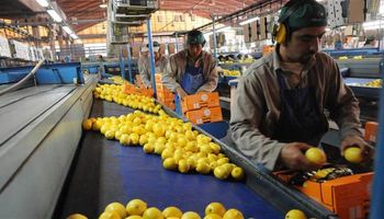Por una cuestión de color, el limón argentino recién podrá entrar a EE.UU. en 2018