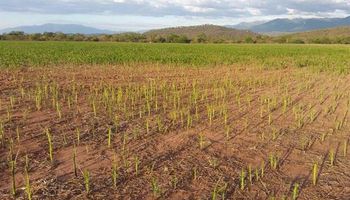 Las langostas atacaron a 160 hectáreas de cultivos en Jujuy