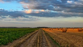 Los tres factores por los que comenzó a subir el valor de la hectárea: a cuánto cotizan los campos ganaderos y agrícolas